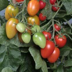 Tomatplante Blommetomat 'Flavorino'
