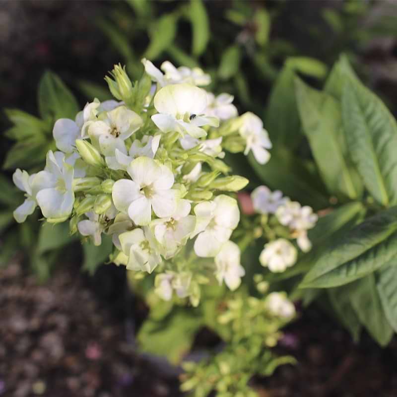 Høstfloks jade 