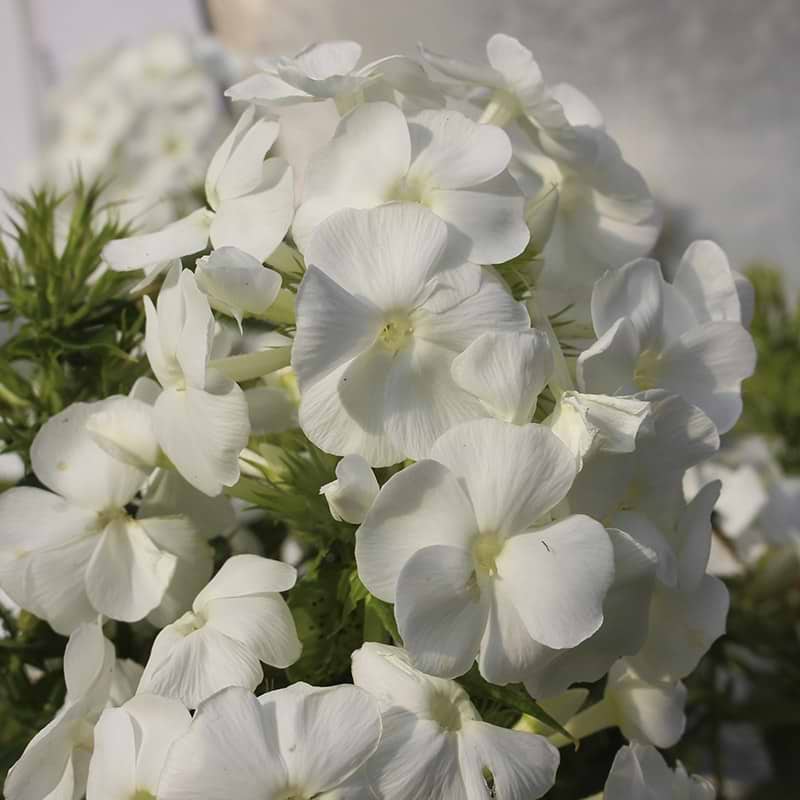 hvid floks phlox