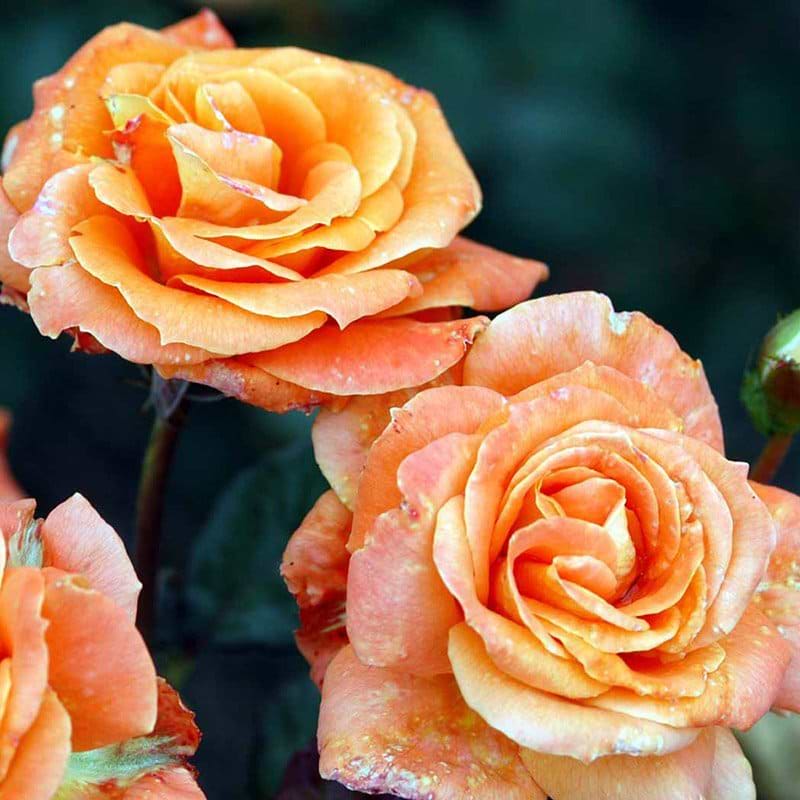 Flora Danica rose