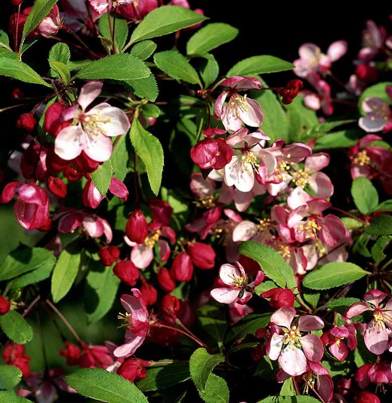 Paradisæble (Malus Floribunda) 100-150 cm