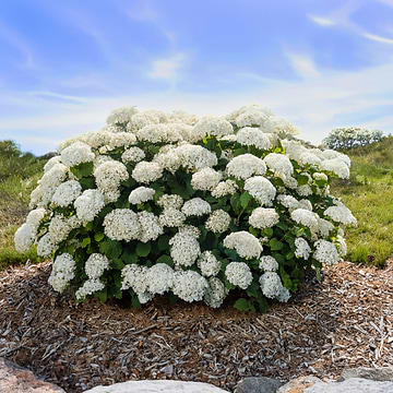 Liguster (Ligustrum japonicum 'Rotundifolium') 20-30 cm