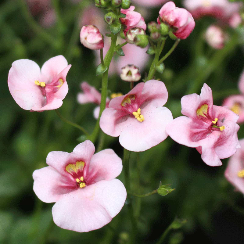 Tvillingeblomst (Flying-colours Diascia)