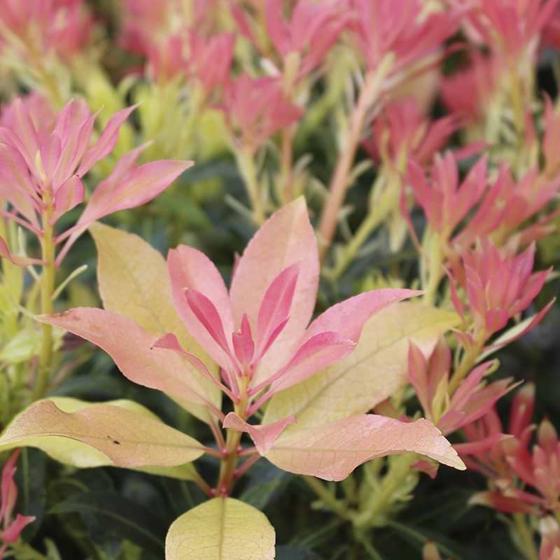 Forest flame