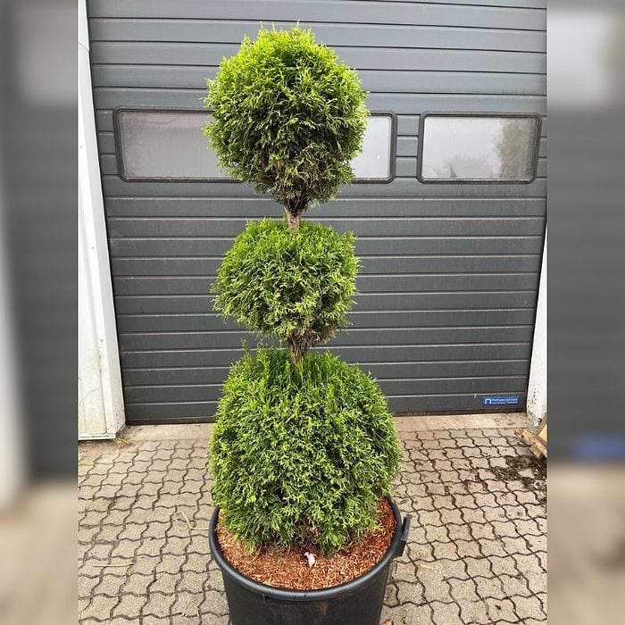 Formklippet Thuja (Thuja occidentalis 'Smaragd') 150 cm