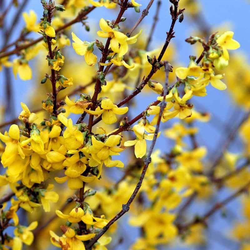 Forsythia intermedia Courtalyn