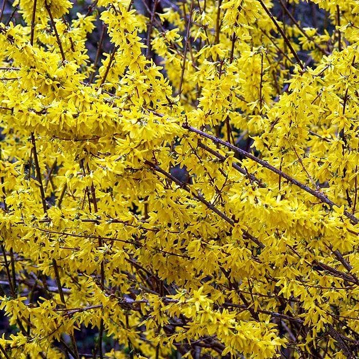 Vårguld (Forsythia intermedia 'Lynwood')