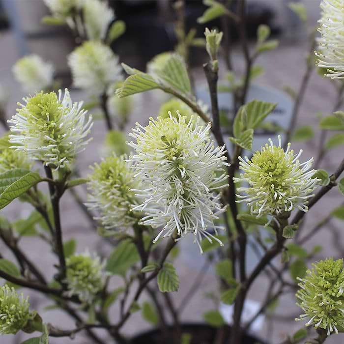 fothergilla intermedia blue shadow