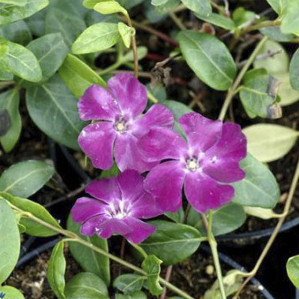 vintergrøn vinca minor staude flerårig rubin