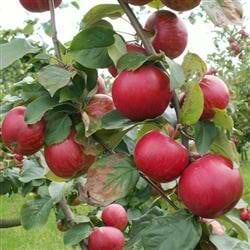 Cideræble foxwhelp