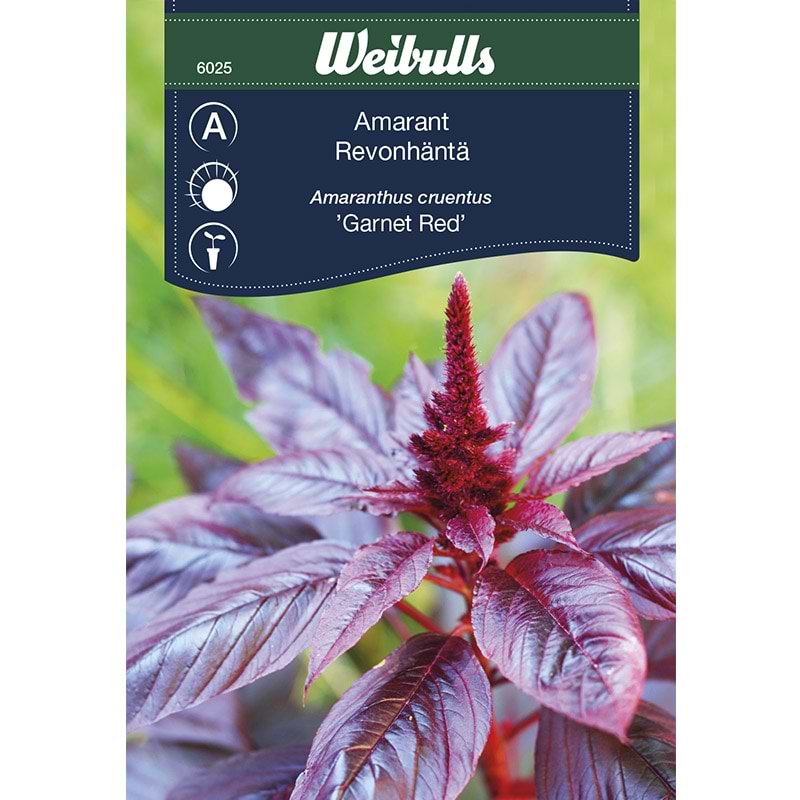 Blomsterfrø Amarant amaranthus cruentus Garnet Red