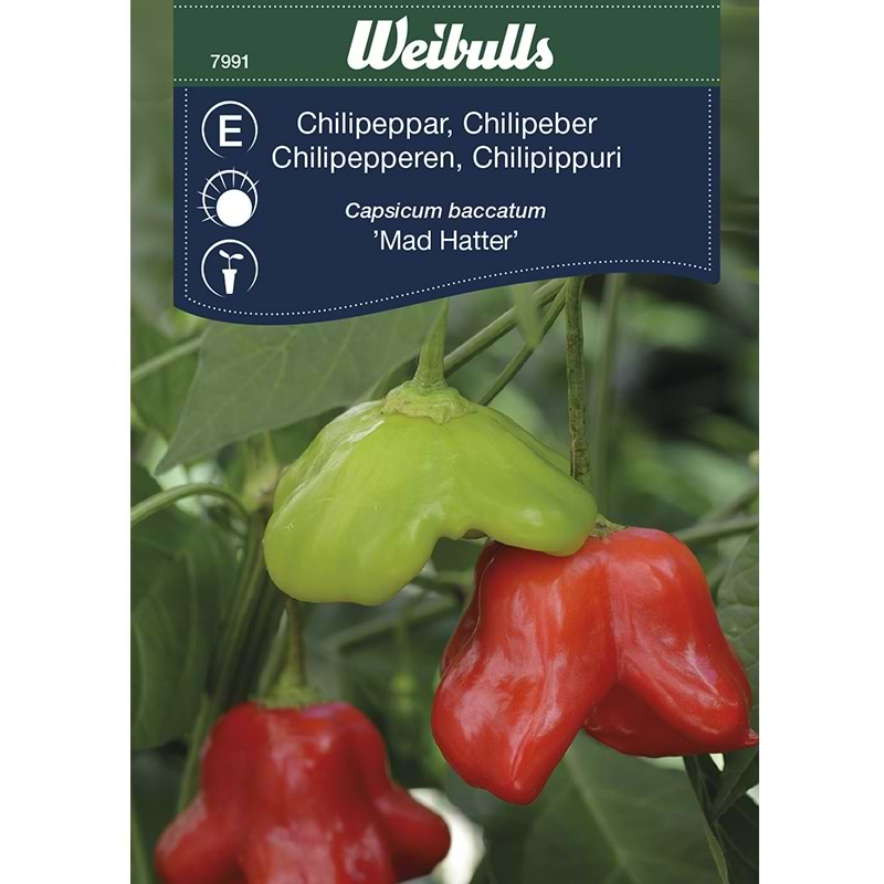 Chilifrø