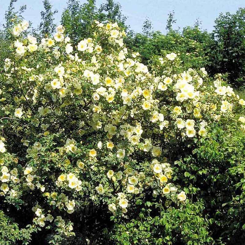 Frühlingsgold rose