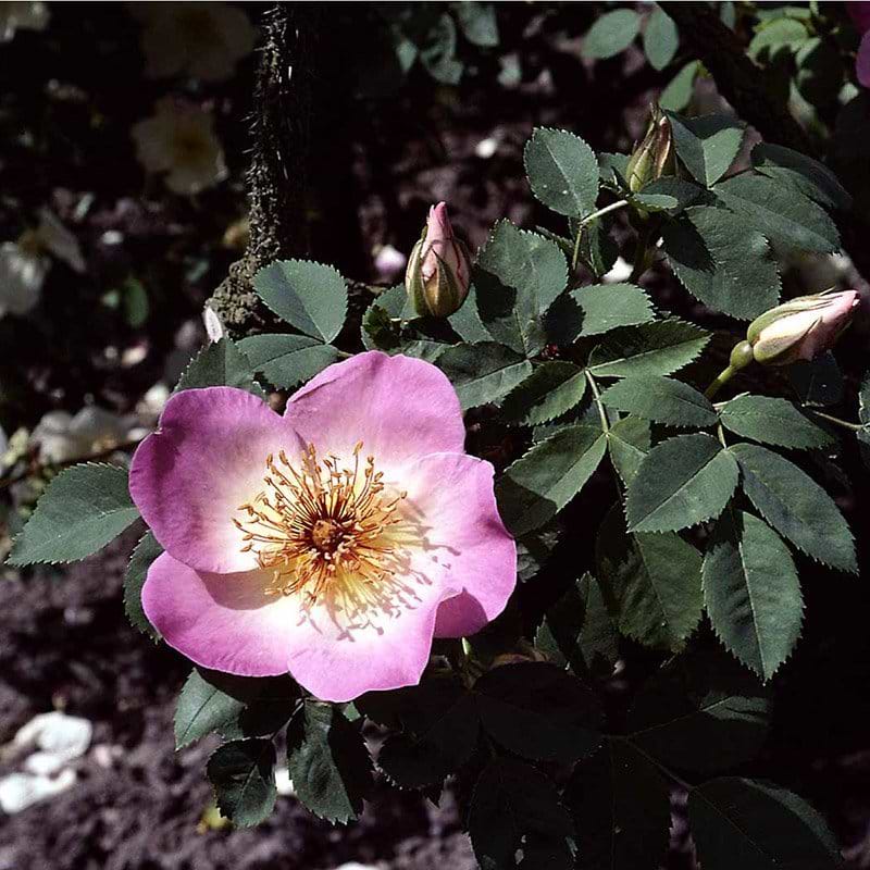 Frühlingsmorgen rose