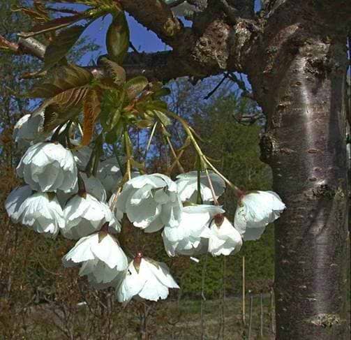 PRUNUS SERRULATA SHIROTAE