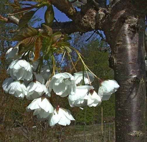 Japansk kirsebær Prunus serrulata Shirotae