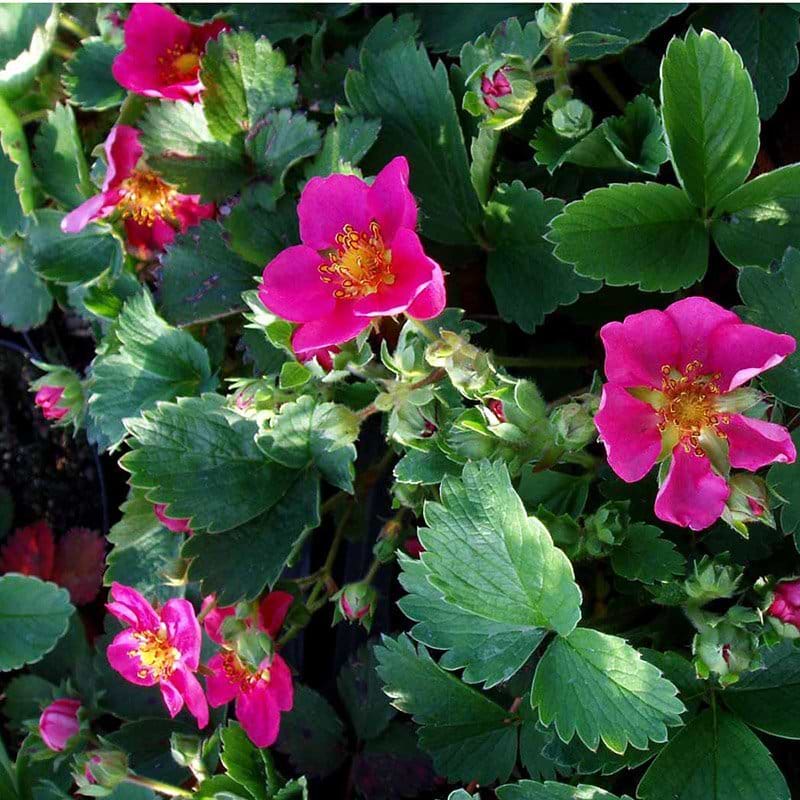 Prydjordbær blomst