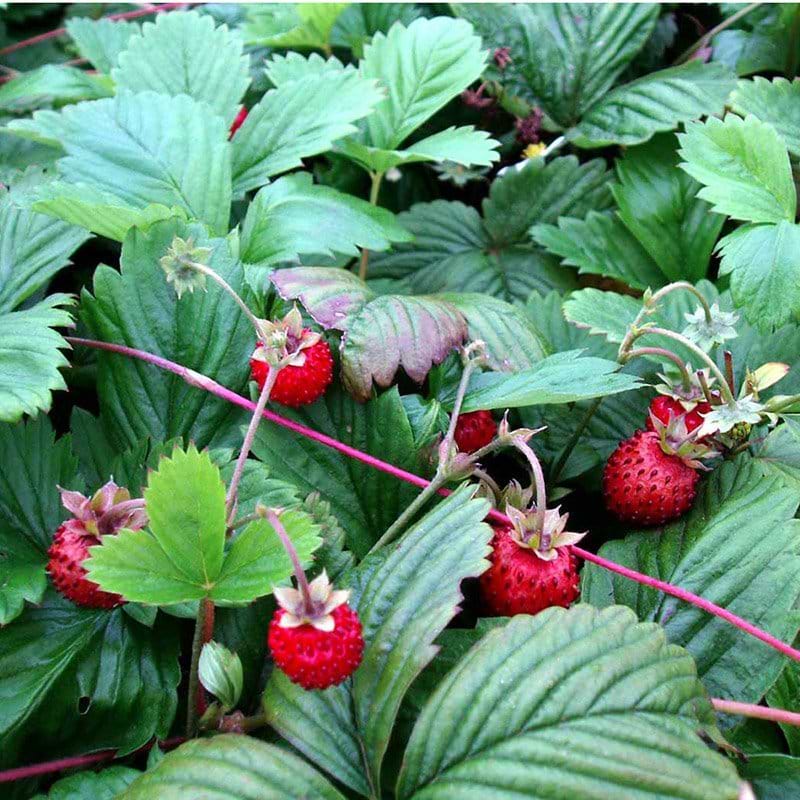 Skovjordbær (Fragaria vesca ´Småland´)