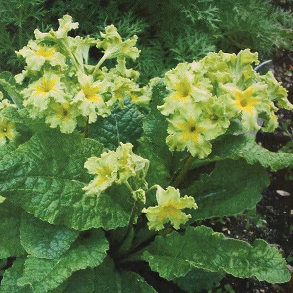 gul primula
