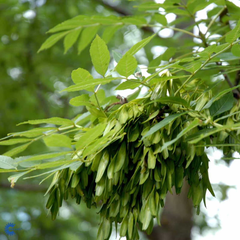 Almindelig ask (Fraxinus excelsior)