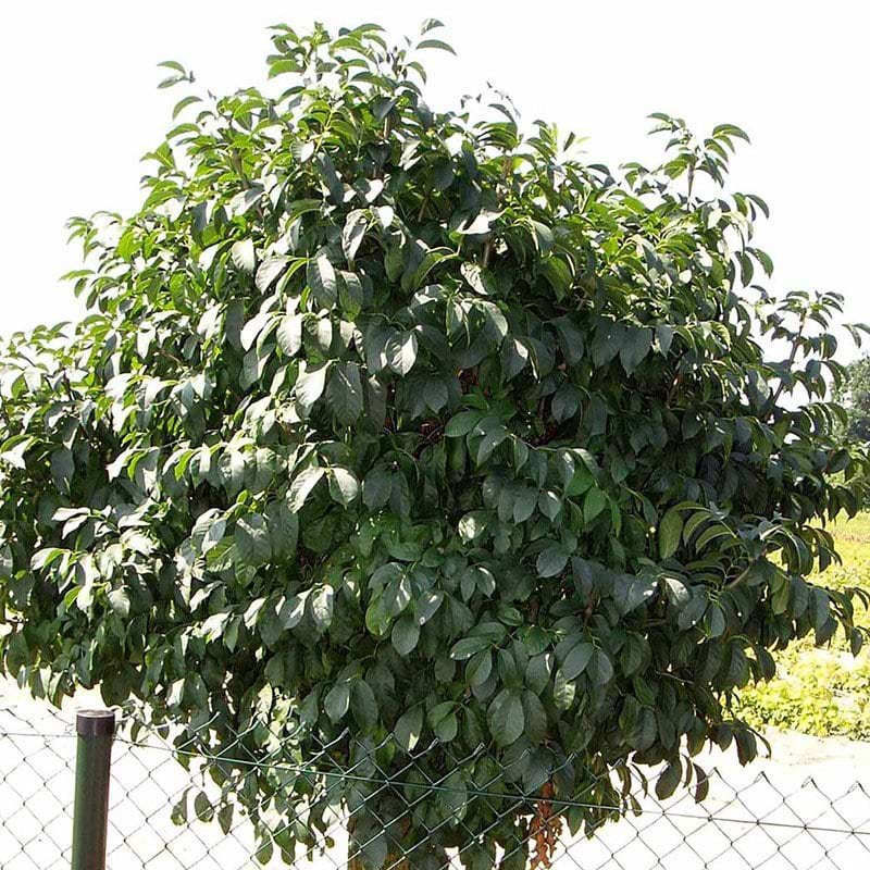 Fraxinus ornus Meczek