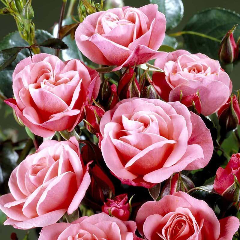 Fredensborg rose