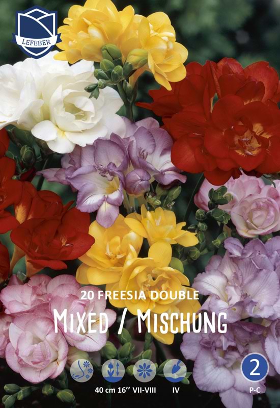 Freesia mix dobbelte blomster med duft