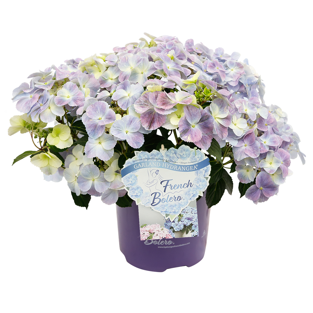Hortensia (Hydrangea macrophylla 'French Bolero'® Blå/Violet) 20-50 cm