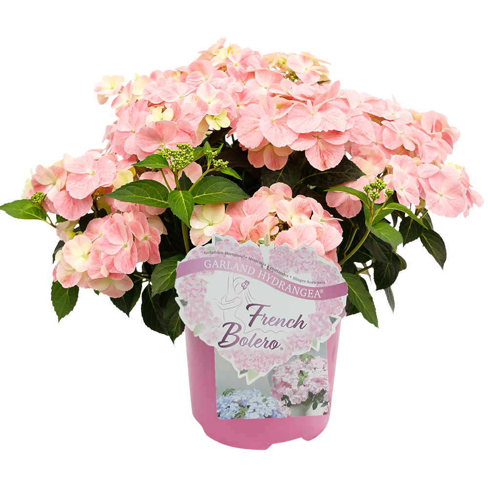 Hortensia (Hydrangea macrophylla 'French Bolero'® Rosa) 20-50 cm