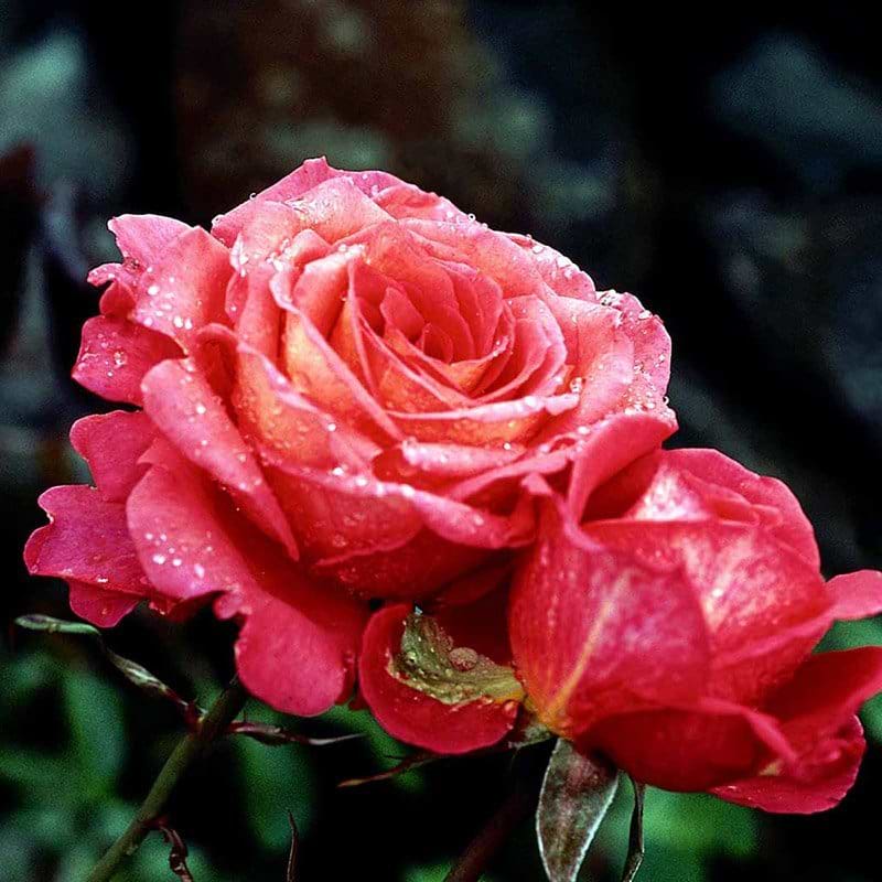 Dekorat freudes rose blomst