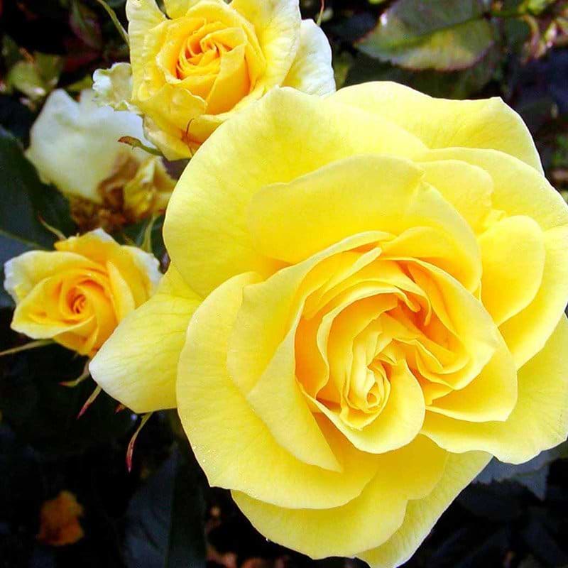 Friesia rose