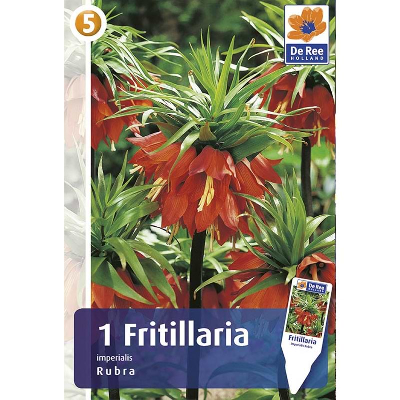 Firtillaria