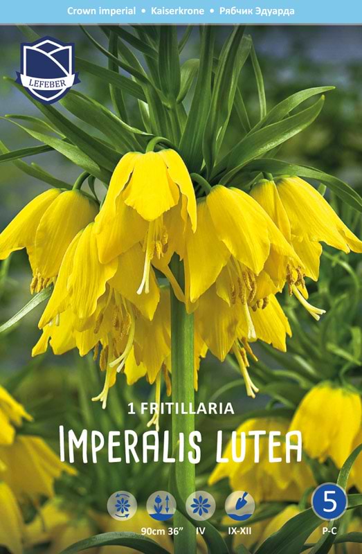 Fritillaria gul