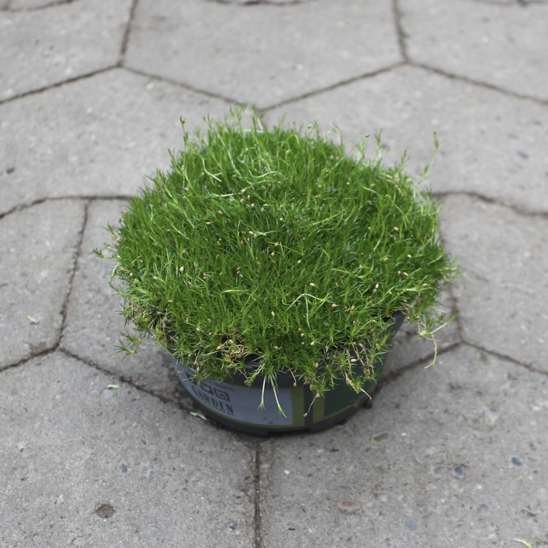 Dekorativ mos (Sagina Subulata ’Frodo’) Potte 13 cm