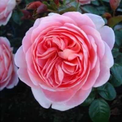 Storblomstrende rose (From far Away)  - Barrods