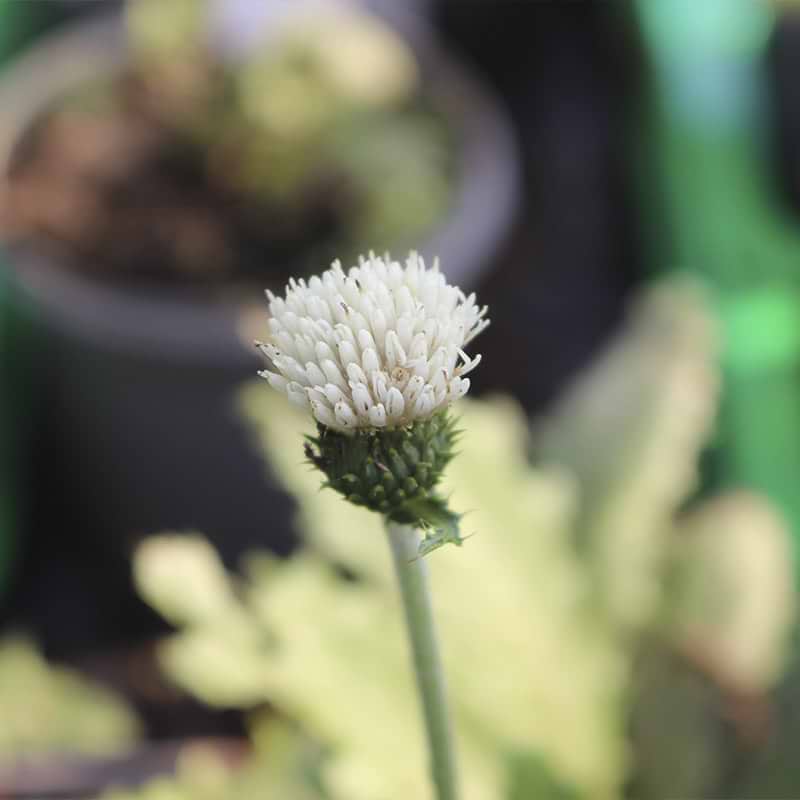 Cirsium rivulare 'Frosted Magic'