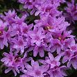 Dvrg rhododendron (Rhododendron 'Frosthexe') Potte 2L