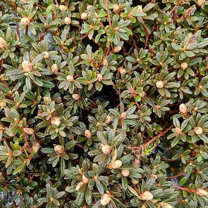 Dvrg rhododendron (Rhododendron 'Frosthexe') Potte 2L