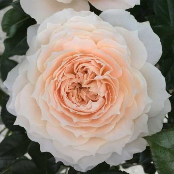 Fru Nørby rose