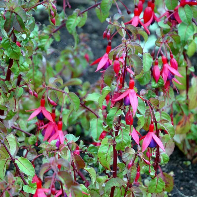Fuchsia Mrs Popple blomst