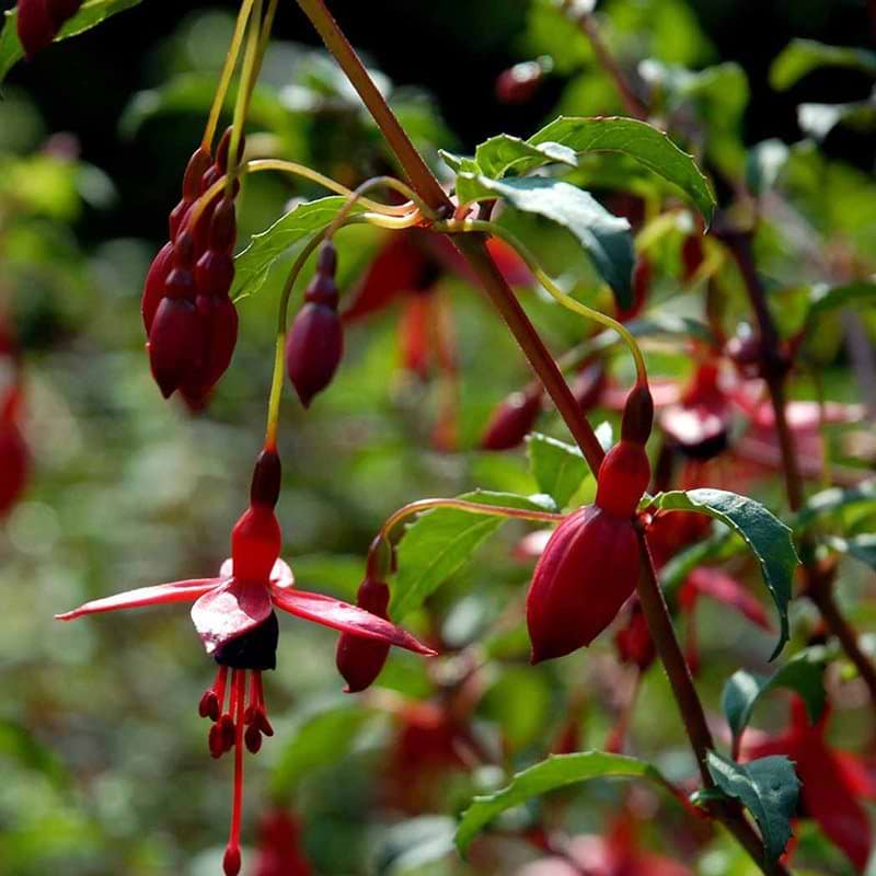 Fuchsia Riccartonii