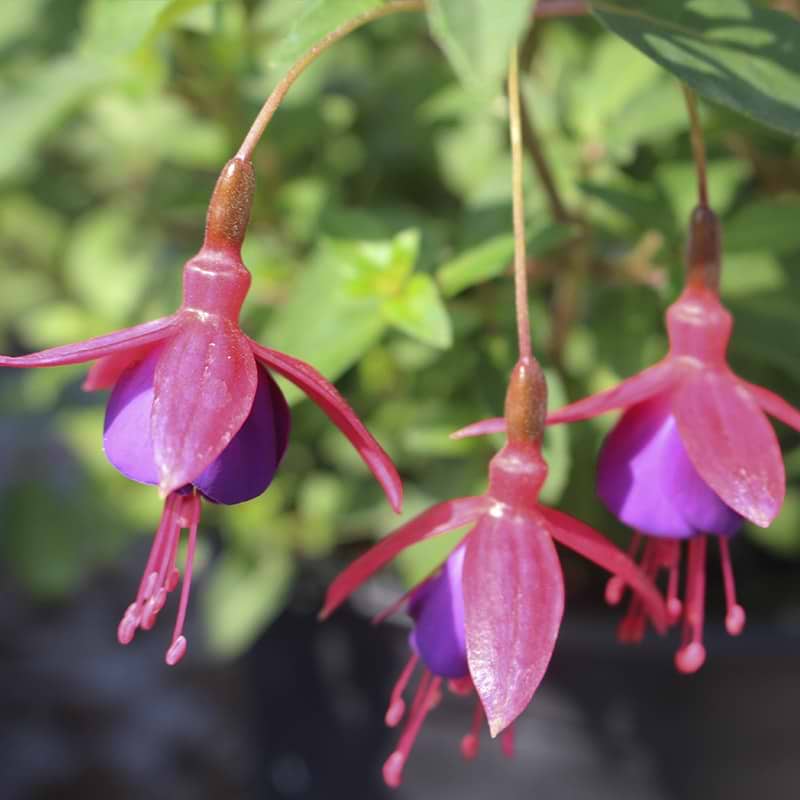 Fuchsia Tom Thumb