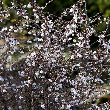 Liguster (Ligustrum v. 'Ovalifolium') 180 cm - Frdighk