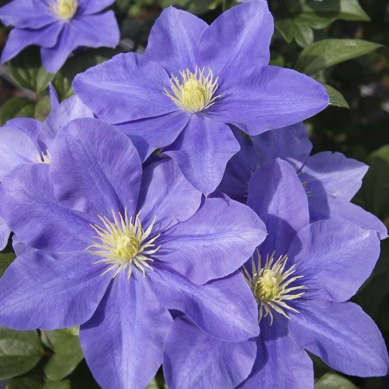 Klematis (Clematis 'Fujimusume')