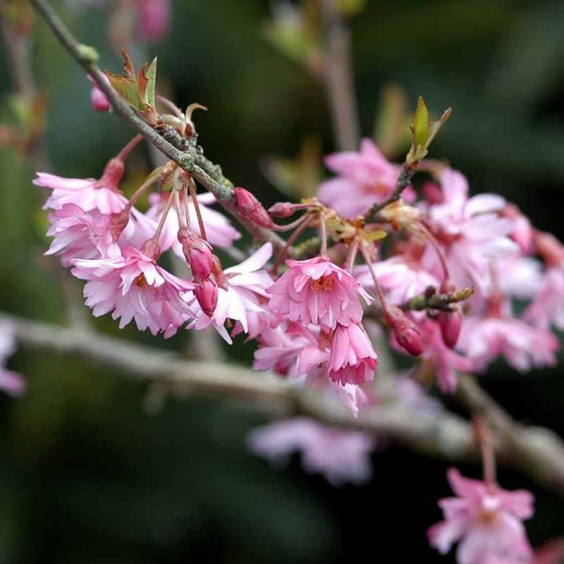 japansk kirsebær Fukubana