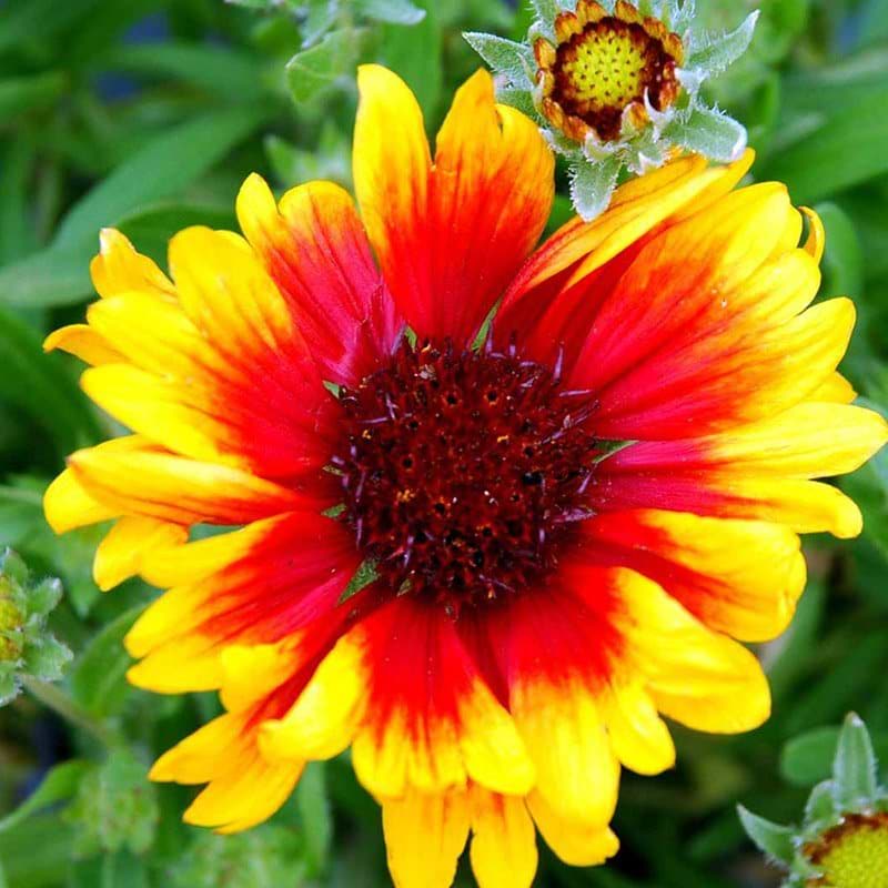 Kokardeblomst 