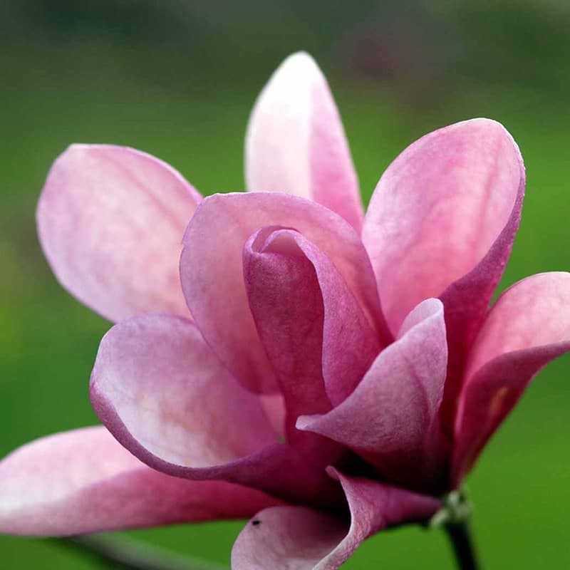 Magnolia Galaxy blomst