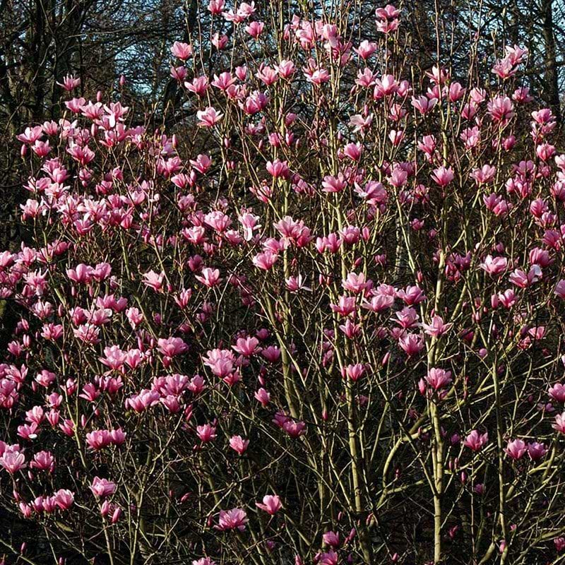 magnolia galaxy