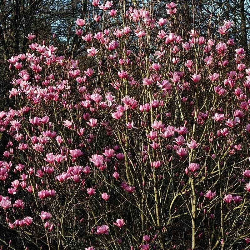 Magnolia Galaxy