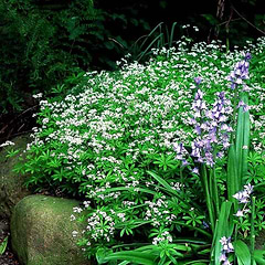Skovmærke (Galium odoratum)